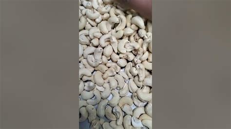 Cashew Processing Kollam 3 Youtube