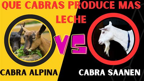 Cabra Saanen vs Cabra Alpina Cuál tiene la mejor producción de leche