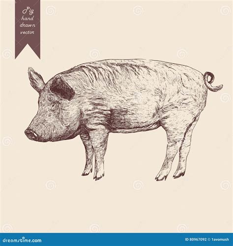 Vector Illustration Of A Pig Hand Drawn Vintage Style Stock Vector