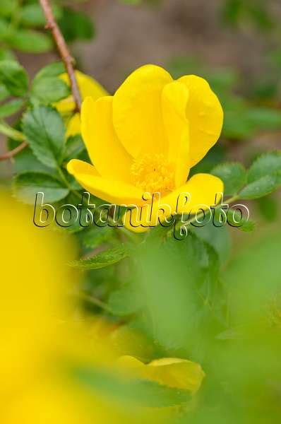 Bilder Rosa Foetida Persian Yellow Bilder Von Pflanzen Und Gärten