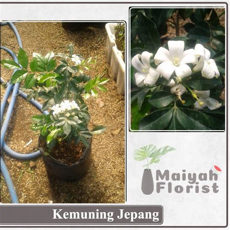 Jual Bunga Kemuning Jepang Tanaman Hias Shopee Indonesia