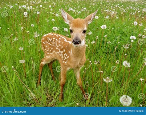 Cute Baby Deer Stock Photo Image Of Tiny Canadian Deer 15994712