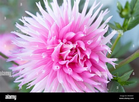 Dahlia ‘park Princess Hi Res Stock Photography And Images Alamy