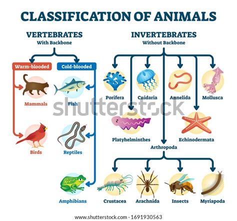 2,077 Vertebrates Invertebrates Images, Stock Photos, 3D objects ...