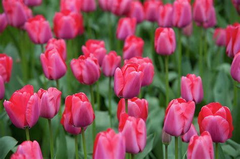 Darwin Hybrid Tulips Niigata Photograph By Jenny Rainbow Fine Art America