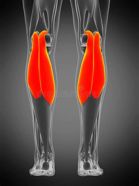 Anatomie Gastrocnemius Stock Abbildung Illustration Von Turnhalle