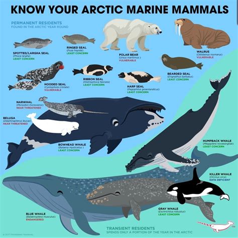 Know your Arctic Marine Mammals : r/badassanimals