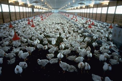 Broiler Chicken Farming Project Report, Cost, Profit Analysis | Agri ...