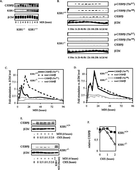 Ksr Is Required For C Ebp Phosphorylation And Stabilization During