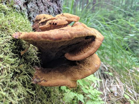 Any idea what this chunky guy is? on a spruce (?) stump, central europe