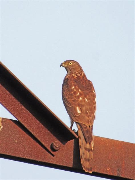 Kostenlose Foto Vogel Augen Rechnung Farbe Spots Himmel