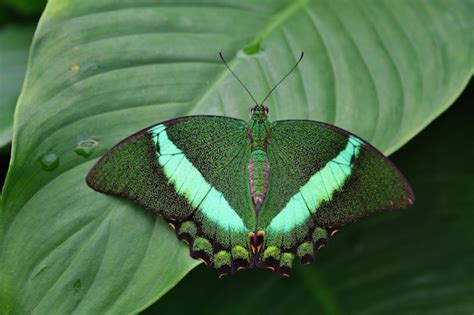 Papilio Palinurus Mariposa Verde En Una Gran Hoja Tropical Verde Foto