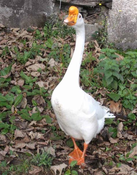 White Chinese Goose