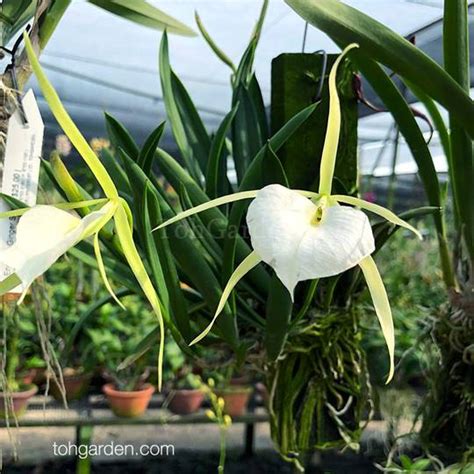 Brassavola Nodosa Hybrids Toh Garden Singapore Orchid Plant And Flower Grower