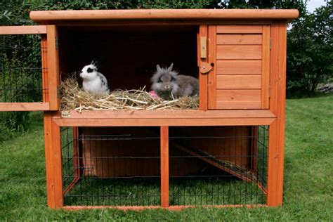 21 Rabbit House Ideas for Indoor & Outdoor Bunnies