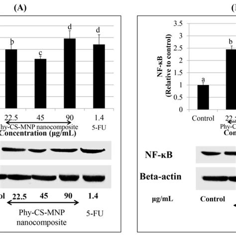 Protein Expressions Of A Cytochrome C And B Nf B In Ht Cells