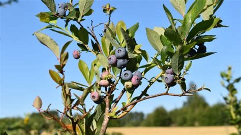 13 Tastiest Blueberry Varieties for Home Gardens