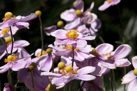 Pink Flowers Of Anemone Hupehensis Or Japanese Anemone Bush Stock Photo