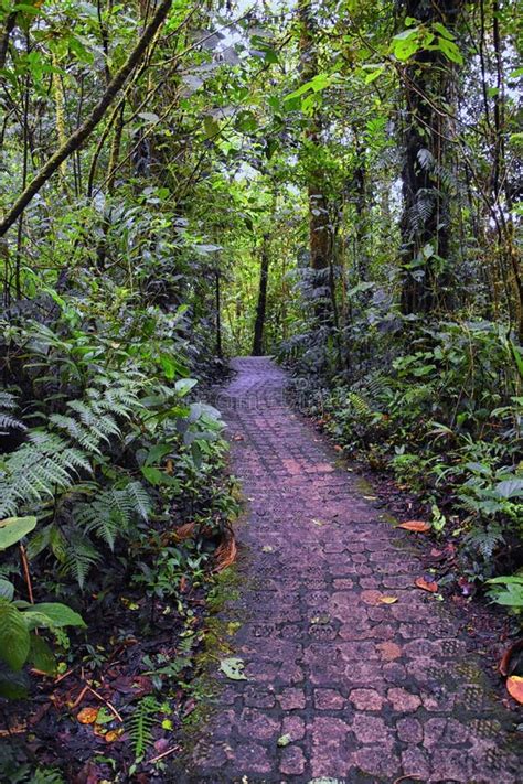 Monteverde Cloud Forest Reserve Views Of Hiking Path Plants And Trees