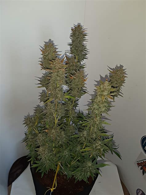 Royal Queen Seeds Royal Gorilla Automatic Grow Journal Week By