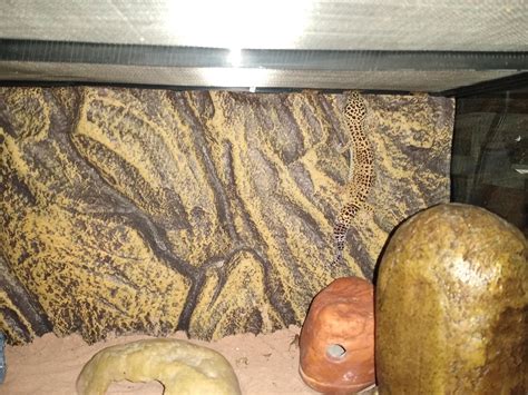 Can you spot the hunter as he stalks his prey : r/leopardgeckos