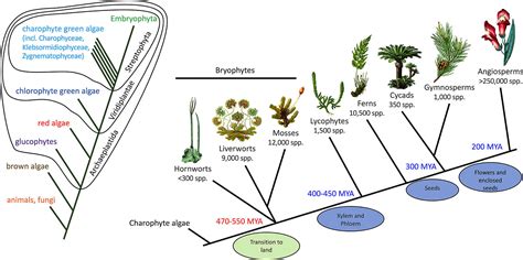 Bryophyta Characteristics Classification Life Cycle And Reproduction