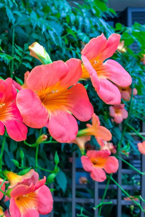 10 Best Flowering Vines and Vining Plants for Your Garden