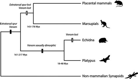 The Platypus: A Venomous Mammal | SpringerLink