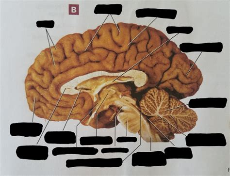 Cns Diagram Quizlet