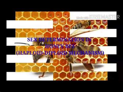 Sex Determination In Honey Bee YouTube