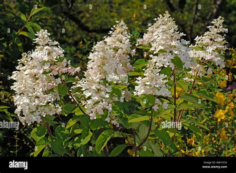 Panicle Hydrangea (Hydrangea paniculata Pink Diamond), flowering Stock ...