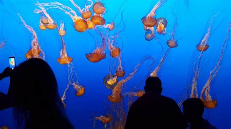 The Jellyfish Monterey Bay Aquarium Youtube