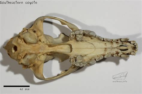 Southeastern coyote - Skull Base