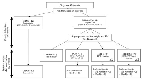 Study Design Rats Were Randomized In Two Groups Lfd N 12 And Hfd