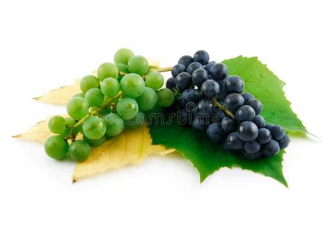 Manojo De Uvas Verdes Y Azules Maduras Con La Hoja Imagen De Archivo