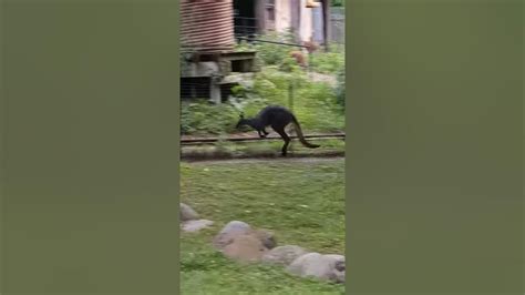 Cute Kangaroo At The Cleveland Metropark Zoo Shows Off For The Train