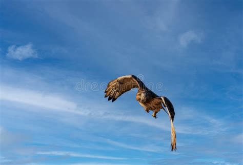 Red Tailed Hawk Soaring Through Sky Flying Towards Camera Blue Sky With