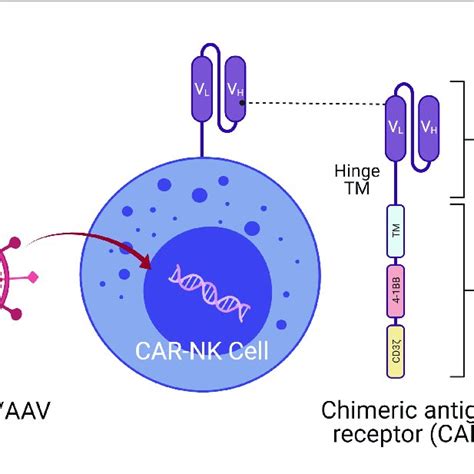 Car Nk Molecule Delivery Of Genetic Cargo Into Nk Cells With Car