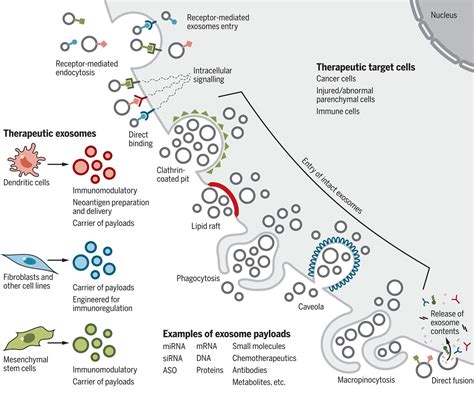 Exosomes And Their Role In Viral Infections What Doctors Dont Tell You