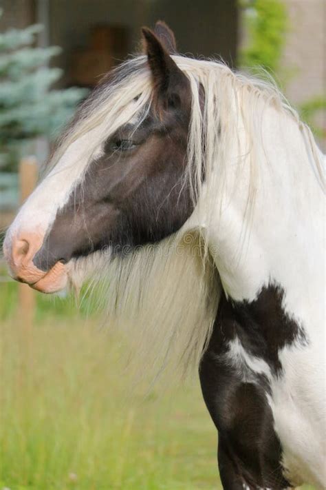 Gypsy Cob Horse From The British Isles Stock Image Image Of Isles