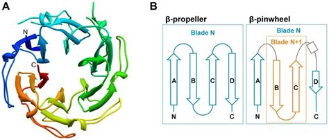 Analysis of type II b-prisms (BP2). A) Structure of a BP2 (1XD5 ...