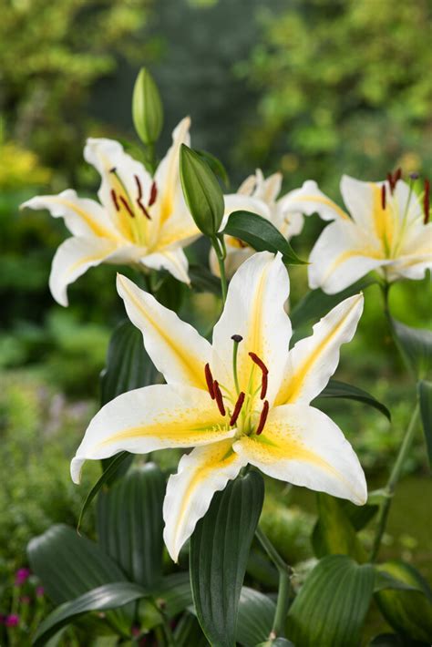 Lilia Orientalna Lilium Baferrari 1 Szt Sklep Cebule Pl