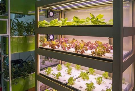 Can You Grow Vegetables Indoors All Year Round?