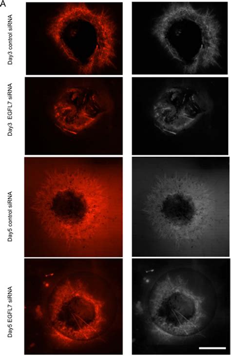 Figure 1 From EGF Like Domain 7 Is Required For VEGF Induced Akt ERK