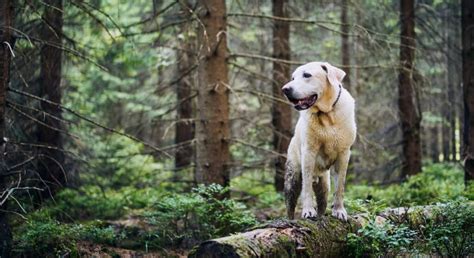 how to get poison ivy off dog