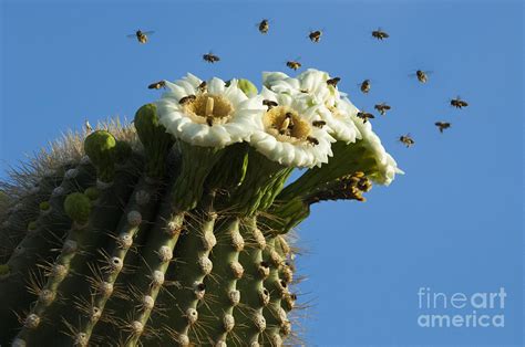 Saguaro Cactus Flower 5 Photograph by Bob Christopher | Fine Art America