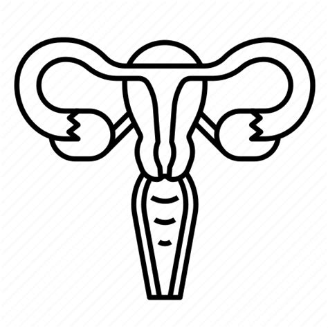 Female Reproductive System Png