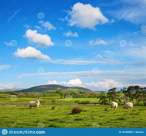 A Paisagem Tipicamente Inglesa Do Campo Os Carneiros Que Pastam Na