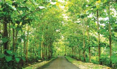 1 Smallholder Teak Plantations Are Beautiful Beneficial For The