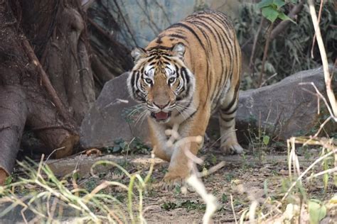 竹市動物園添成員孟加拉虎 邀學童投票取新名 客新聞 Hakkanews